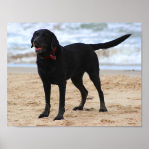 Schwarzer Labrador Hund Poster