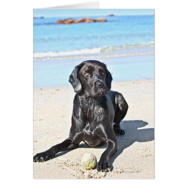 Schwarzer Labrador Hund sitzt am Strand (Vorne)
