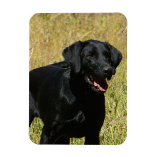 Schwarzer Labrador im Feld-flexiblen Magneten Magnet