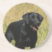 Schwarzer Labrador im Feld-Untersetzer Sandstein Untersetzer (Vorne)
