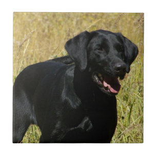 Schwarzer Labrador in der Feld-Fliese Fliese