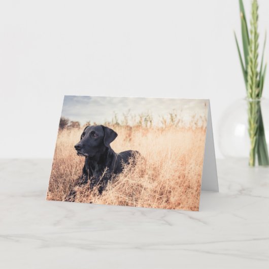 Schwarzer Labrador in trockenem Gras Karte (Vorderseite)