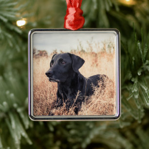 Schwarzer Labrador in trockenem Gras Ornament Aus Metall