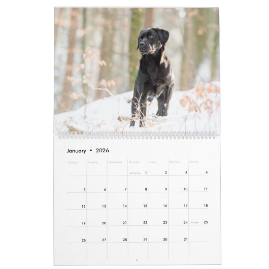 Schwarzer Labrador Kalender (Jan 2026)