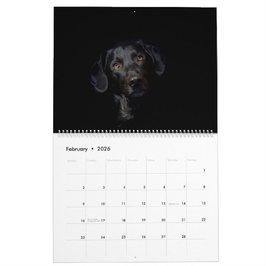 Schwarzer Labrador Kalender (Feb 2026)