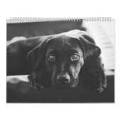 Schwarzer Labrador Kalender (Titelbild)