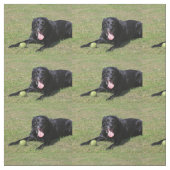 schwarzer Labrador laying.png Stoff (Muster)