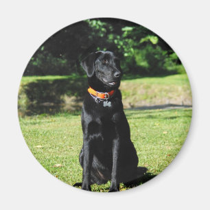 Schwarzer Labrador Magnet