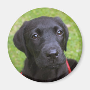Schwarzer Labrador-Magnet Magnet