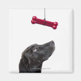 Schwarzer Labrador mischte Hund mit dem roten Magnet