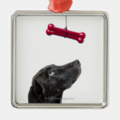 Schwarzer Labrador mischte Hund mit dem roten Silbernes Ornament (Vorne)
