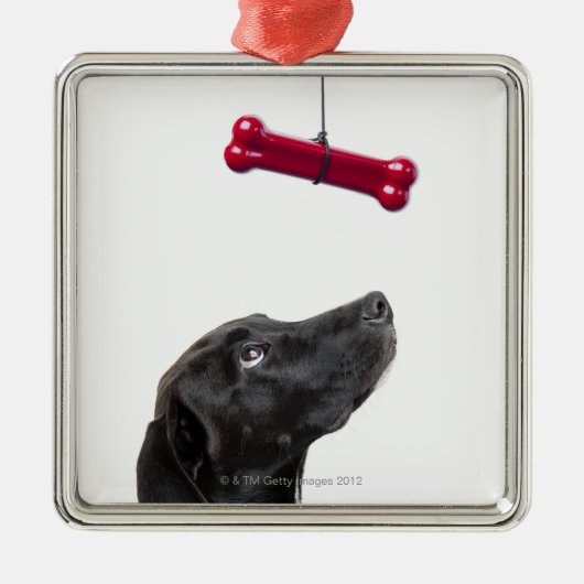 Schwarzer Labrador mischte Hund mit dem roten Silbernes Ornament (Vorne)