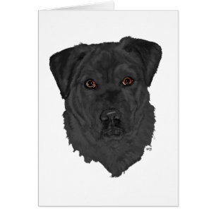 Schwarzer Labrador Retriever