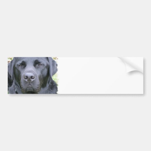 Schwarzer Labrador-Retriever-HundeAutoaufkleber Autoaufkleber (Vorne)