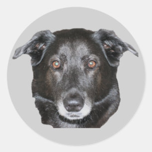 Schwarzer Labrador Retriever Hundekleber Runder Aufkleber