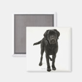 Schwarzer Labrador Retriever Magnet (Vorderseite/Rückseite)
