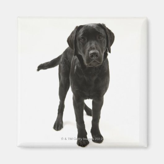 Schwarzer Labrador Retriever Magnet (Vorne)