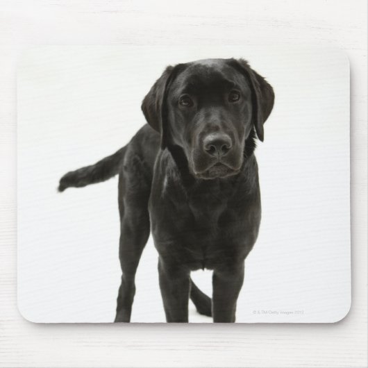 Schwarzer Labrador Retriever Mousepad (Vorne)