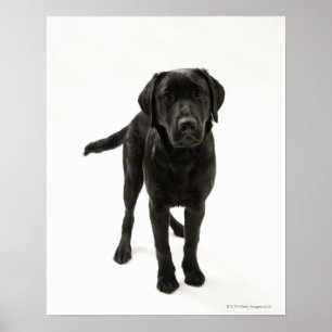 Schwarzer Labrador Retriever Poster