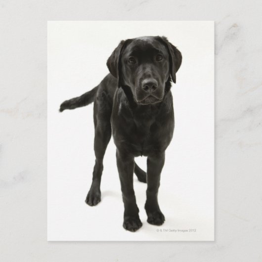 Schwarzer Labrador Retriever Postkarte (Vorderseite)