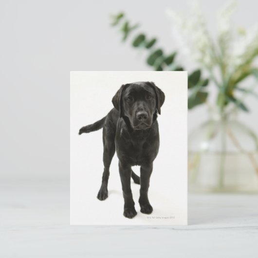 Schwarzer Labrador Retriever Postkarte (Stehend Vorderseite)