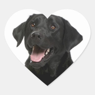 Schwarzer Labrador Retriever Puppy Hund Sticker