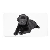 Schwarzer Labrador Retriever Puppy Hund Sticker (Vorne)