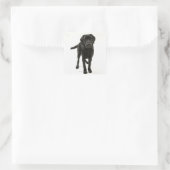 Schwarzer Labrador Retriever Quadratischer Aufkleber (Tasche)