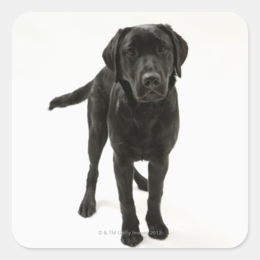 Schwarzer Labrador Retriever Quadratischer Aufkleber (Vorderseite)