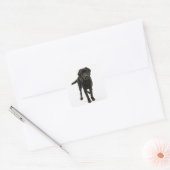 Schwarzer Labrador Retriever Quadratischer Aufkleber (Umschlag)