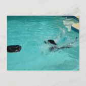 Schwarzer Labrador Retriever Splashes Postkarte (Vorderseite)
