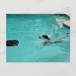 Schwarzer Labrador Retriever Splashes Postkarte
