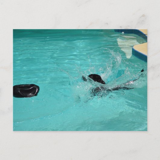 Schwarzer Labrador Retriever Splashes Postkarte (Vorderseite)