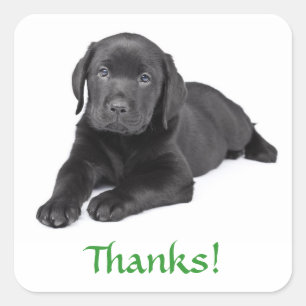 Schwarzer Labrador Retriever Welpe Danke Aufkleber