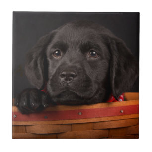 Schwarzer labrador retriever-Welpe in einem Korb Fliese