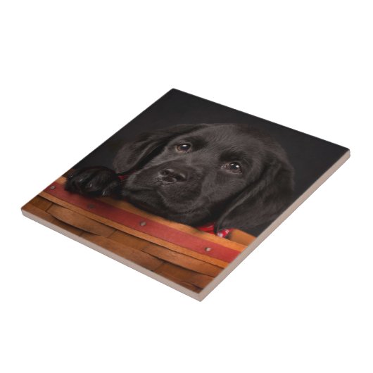 Schwarzer labrador retriever-Welpe in einem Korb Fliese (Seite)