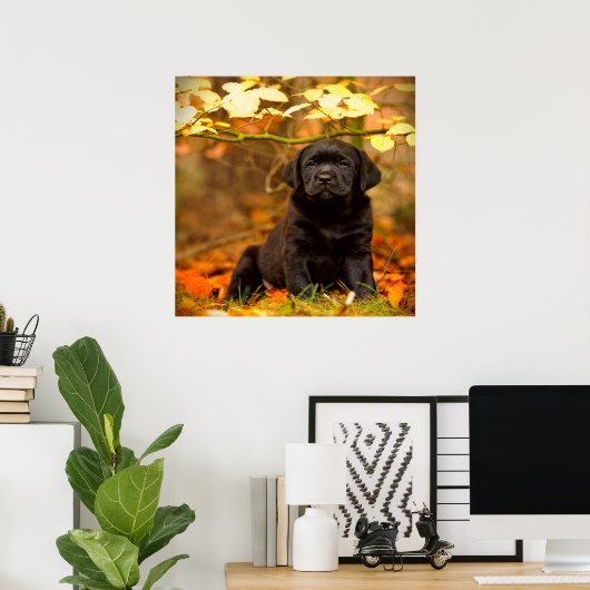 Schwarzer Labrador Retriever Welpe mit Herbstleave Poster (Heimbüro)