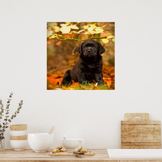 Schwarzer Labrador Retriever Welpe mit Herbstleave Poster (Küche)