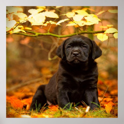 Schwarzer Labrador Retriever Welpe mit Herbstleave Poster (Vorne)