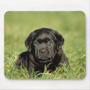 Schwarzer Labrador Retriever Welpe Mousepad