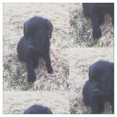 Schwarzer Labrador retriever-Welpe Stoff (Nahaufnahme)