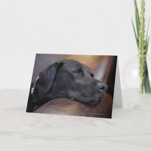 Schwarzer Labrador schläft auf dem Sofa, nah Karte