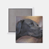 Schwarzer Labrador schläft auf dem Sofa, nah Magnet (Vorderseite/Rückseite)