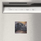 Schwarzer Labrador schläft auf dem Sofa, nah Magnet (In Situ (Geschirrspüler))