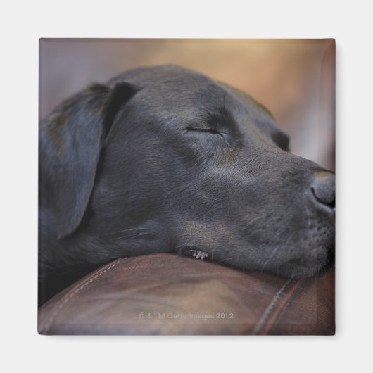 Schwarzer Labrador schläft auf dem Sofa, nah Magnet (Vorne)
