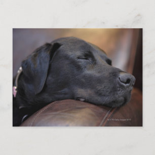 Schwarzer Labrador schläft auf dem Sofa, nah Postkarte