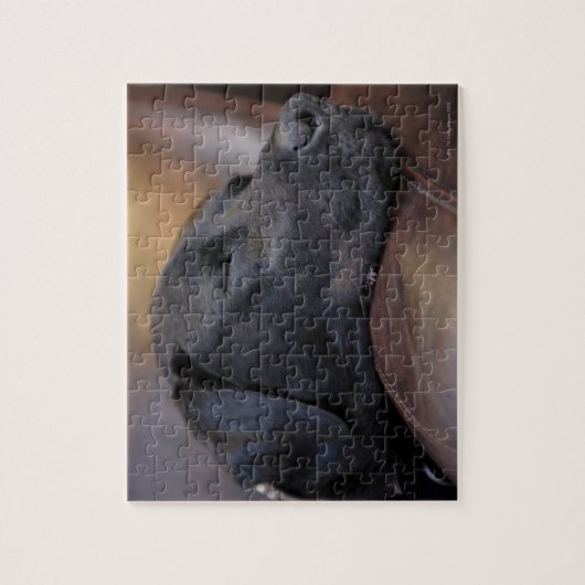 Schwarzer Labrador schläft auf dem Sofa, nah Puzzle (Vertikal)