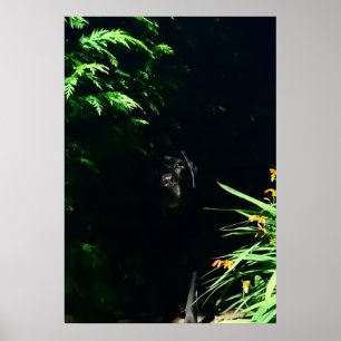 Schwarzer Labrador-Versteck. Poster