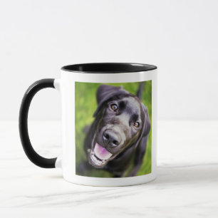 Schwarzer Labrador-Welpe, der aufwärts, Tasse