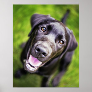 Schwarzer Labrador Welpe nach oben, nah-up Poster